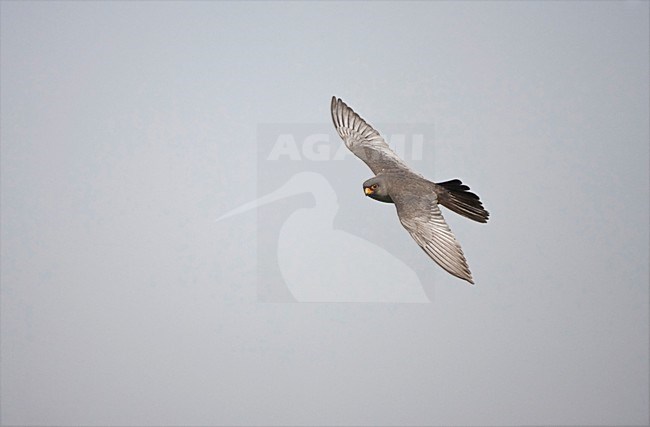 Roodpootvalk man vliegend; Red-footed Falcon male flying stock-image by Agami/Marc Guyt,