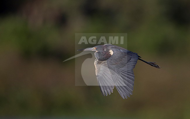 Tricolored Heron (Egretta tricolor ruficollis), adult in flight at Stick Marsh, Florida, USA stock-image by Agami/Helge Sorensen,