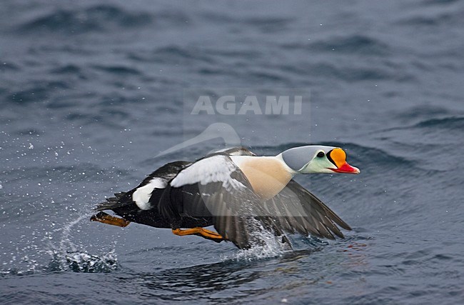 Vliegend mannetje Koningseider; Flying male King Eider stock-image by Agami/Markus Varesvuo,
