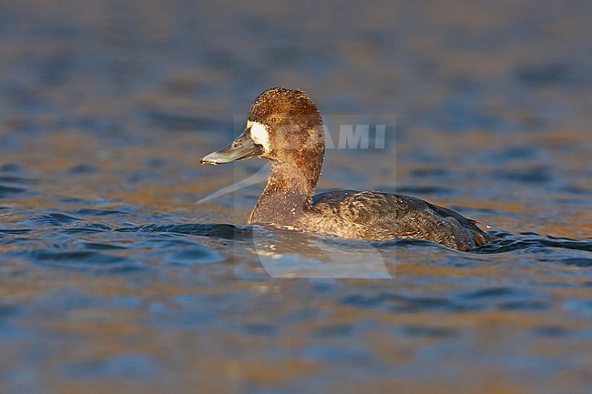Lesser Scaup (Aythya affinis) swimming in a lagoon in Victoria, BC, Canada. stock-image by Agami/Glenn Bartley,