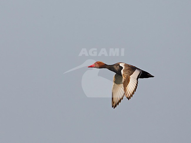 Mannetje Krooneend in vlucht; Male Red-crested Pochard in flight stock-image by Agami/Markus Varesvuo,