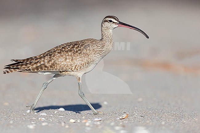 Hudsonian whimbrel (Numenius hudsonicus) feeding by a river in El Salvador stock-image by Agami/Dubi Shapiro,