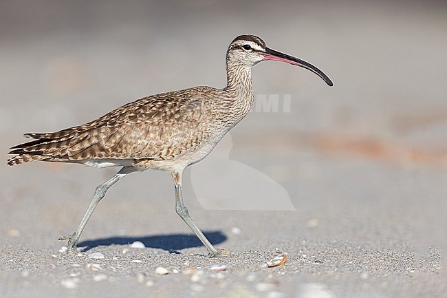 Hudsonian whimbrel (Numenius hudsonicus) feeding by a river in El Salvador stock-image by Agami/Dubi Shapiro,