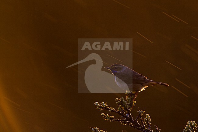 Blauwborst, White-spotted Bluethroat, Luscinia svecica stock-image by Agami/Menno van Duijn,