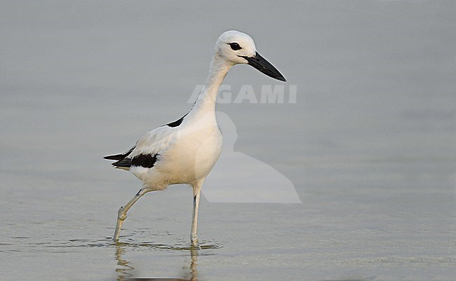 Crab Plover (Dromas ardeola) is one of the most wanted wader species as it is big and beautiful. stock-image by Agami/Eduard Sangster,