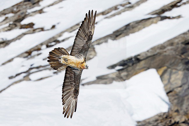 bearded vulture stock-image by Agami/Chris van Rijswijk,