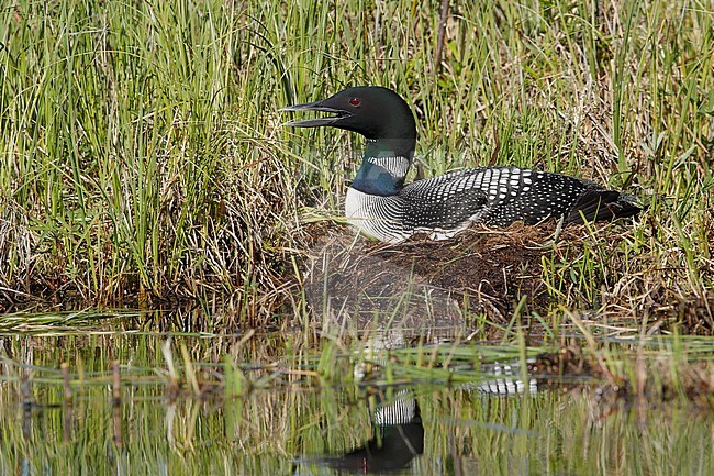 Adult Common Loon (Gavia immer) in breeding plumage on Lac Le Jeune, British Colombia in Canada. Sitting on it’s nest. stock-image by Agami/Brian E Small,