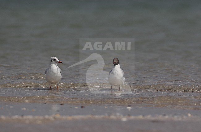 Brown-headed Gull (Chroicocephalus brunnicephalus) first-summer and adult summer standing side by side at Pak Tale, Thailand stock-image by Agami/Helge Sorensen,