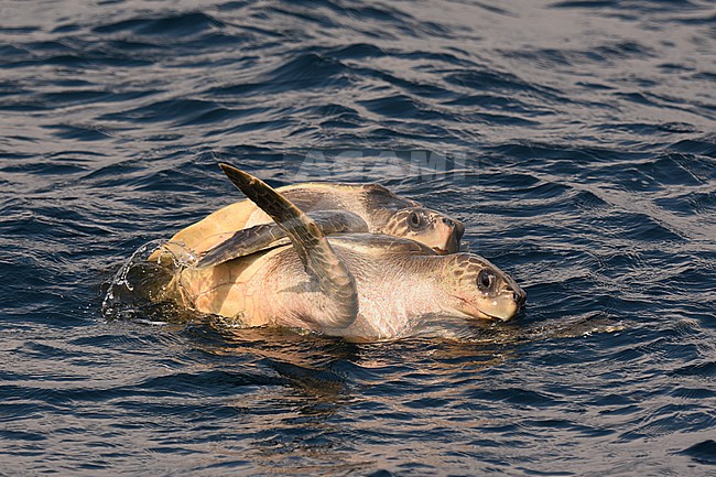 Parende Warana's; Mating Olive Ridley sea Turtle's at sea stock-image by Agami/Laurens Steijn,