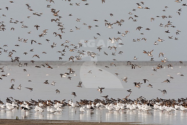 Grote groepen vogels in Westhoek; Bird flocks at Westhoek stock-image by Agami/Marc Guyt,