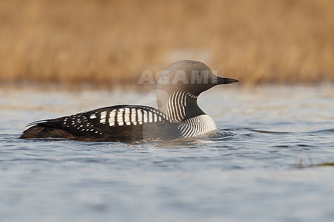 Adult breeding 
Barrow, AK
June 2010 stock-image by Agami/Brian E Small,