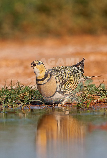 Female Pin-tailed Sandgrouse (Pterocles alchata) in steppes near Belchite in Spain. stock-image by Agami/Marc Guyt,
