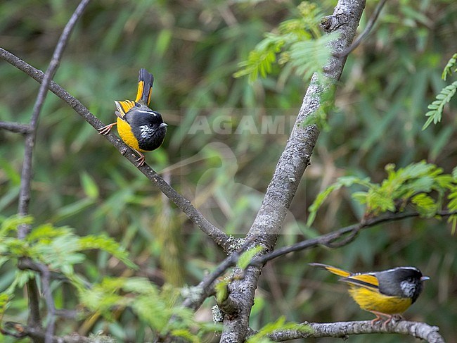 Golden-breasted Fulvetta (Lioparus chrysotis) in Sichuan, China. stock-image by Agami/Pete Morris,