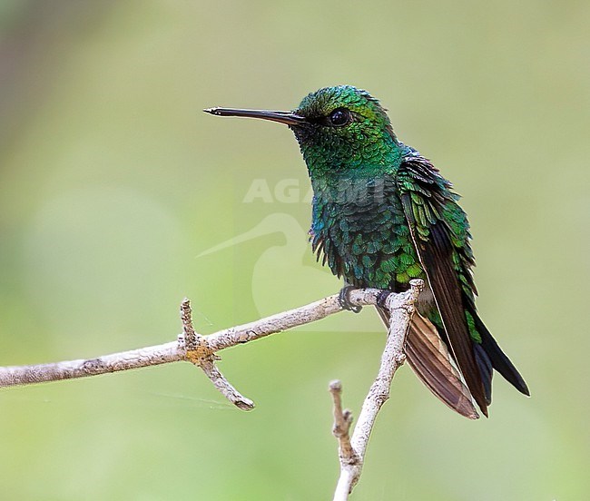 Shining-green Hummingbird, Amazilia goudoti luminosa. male perched on a thin branch stock-image by Agami/Andy & Gill Swash ,