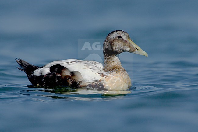 Zwemmend mannetje Eider; Male Common Eider swimming stock-image by Agami/Daniele Occhiato,