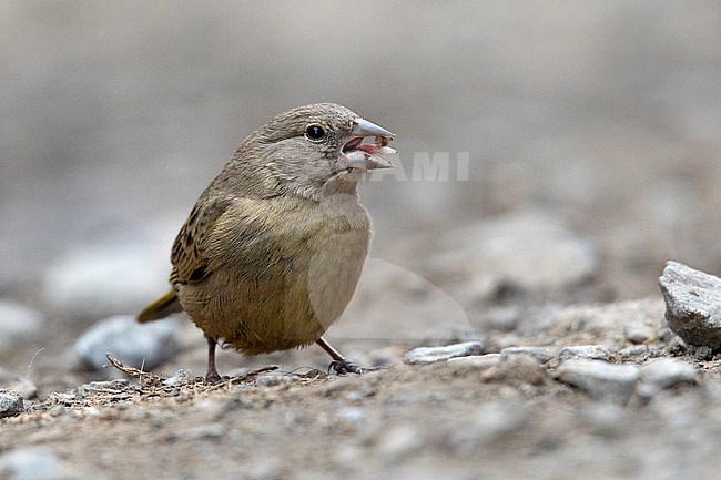 A female Greenish Yellow Finch (Sicalis olivascens chloris) at San Pedro de Casta, Peru. stock-image by Agami/Tom Friedel,
