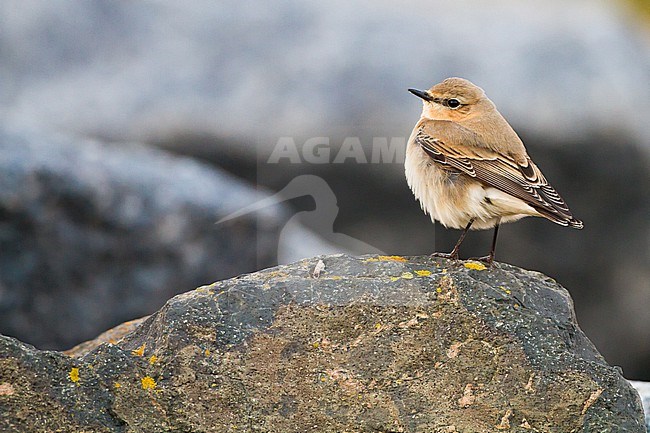 Northern Wheatear, Oenanthe oenanthe, perched on rock from side and behind, autumn or winter plumage, 1cy,  stock-image by Agami/Menno van Duijn,