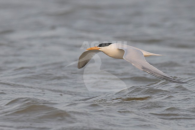 West African Crested Tern (Thalasseus albididorsalis) in flight stock-image by Agami/David Monticelli,