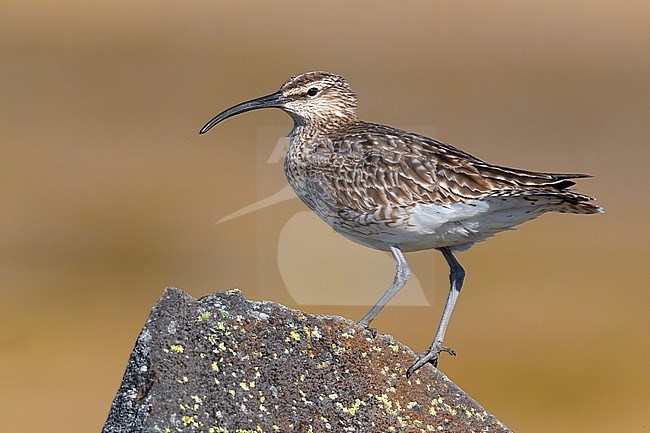 Eurasian Whimbrel (Numenius phaeopus islandicus) on tundra of Iceland. stock-image by Agami/Daniele Occhiato,