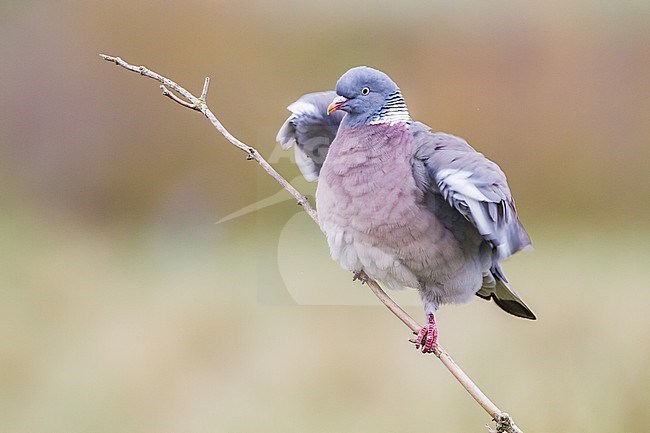 Houtduif, Common Wood Pigeon, Columba palumbus stock-image by Agami/Menno van Duijn,