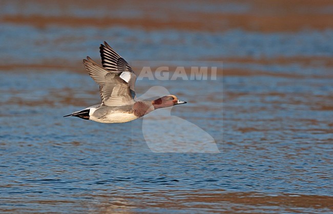 Vliegend mannetje Smient. Flying male Eurasian Wigeon stock-image by Agami/Ran Schols,
