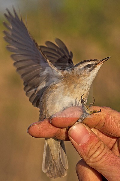 Adult male Moustached Warbler (Acrocephalus melanopogon) caught and banded in Ooj, Netherlands. First record for the Netherlands., first record Netherlands stock-image by Agami/Harvey van Diek,