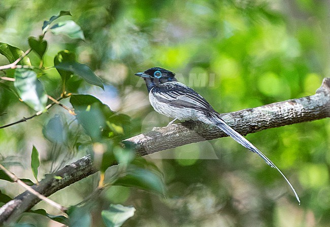 Malagasy paradise flycatcher (Terpsiphone mutata) in tropical forest on Madagascar. Male white morph. stock-image by Agami/Marc Guyt,