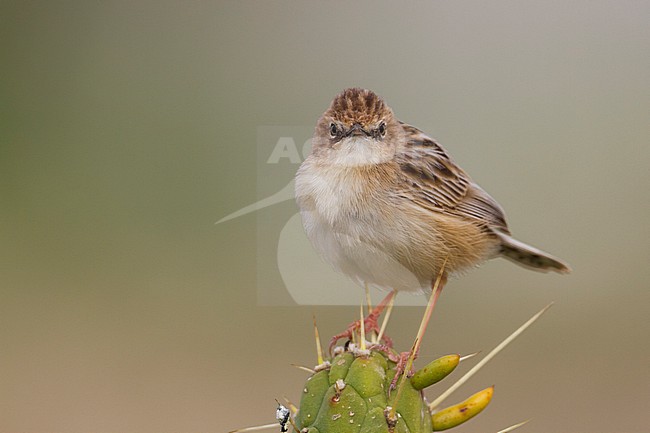 Zitting Cisticola - Zistensänger - Cisticola juncidis ssp. cisticola, Morocco stock-image by Agami/Ralph Martin,