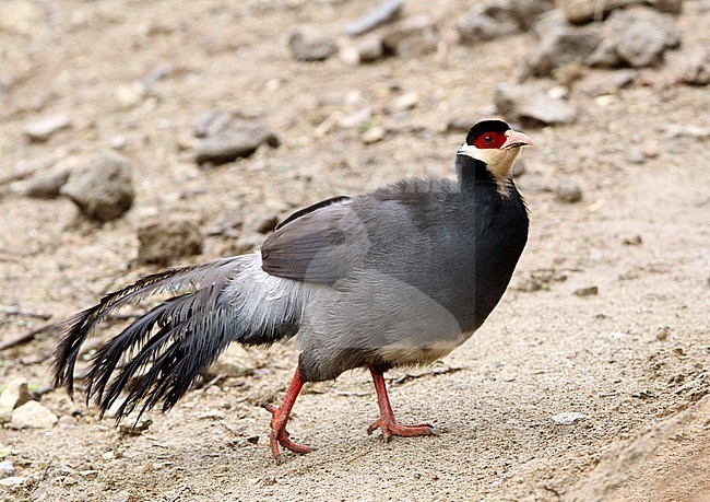 Tibetan eared pheasant (Crossoptilon harmani) a male walking around Xiongse Monastery, Tibet, China. stock-image by Agami/James Eaton,