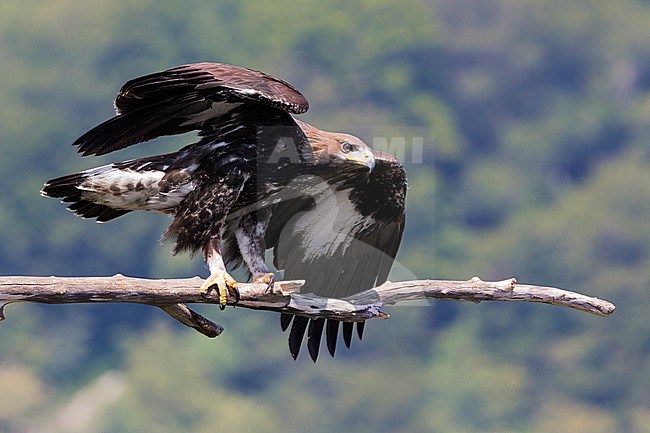 Golden Eagle (Aquila chrysaetos), juvenile taking off from a dead branch stock-image by Agami/Saverio Gatto,