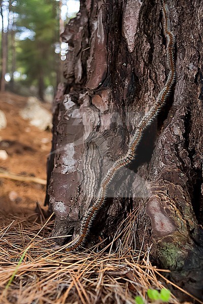 Pine Processionary, Thaumetopoea pityocampa, Pinien-Prozessionsspinner, Turkey, larvae stock-image by Agami/Ralph Martin,