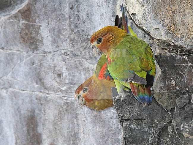 Rusty-faced Parrot (Hapalopsittaca amazonina) at ProAves Dusky Starfrontlet Reserve, Urrao, Antioquia, Colombia. IUCN Status Vulnerable. stock-image by Agami/Tom Friedel,
