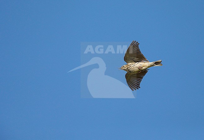 Meadow Pipit (Anthus pratensis) singing in display flight, in the Netherlands, against a blue sky as background. stock-image by Agami/Ran Schols,