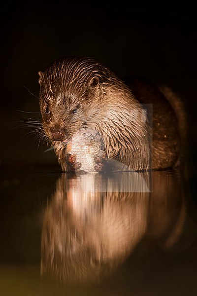 European Otter (Lutra Lutra) forging at night stock-image by Agami/Alain Ghignone,