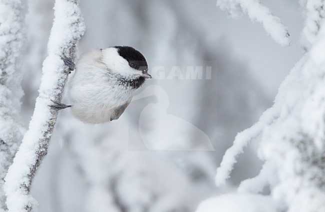Matkop in de sneeuw; Willow Tit in the snow stock-image by Agami/Markus Varesvuo,