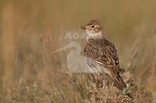 White-winged Lark - Weißflügellerche - Melanocorypha leucoptera, Kazakhstan, female stock-image by Agami/Ralph Martin,
