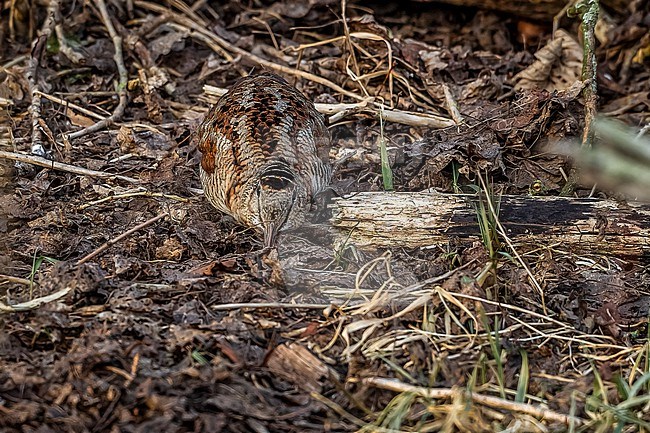 Eurasian Woodcock (Scolopax rusticola) seaching food on soil in Bourgoyen, Eastern Flanders, Belgium. stock-image by Agami/Vincent Legrand,
