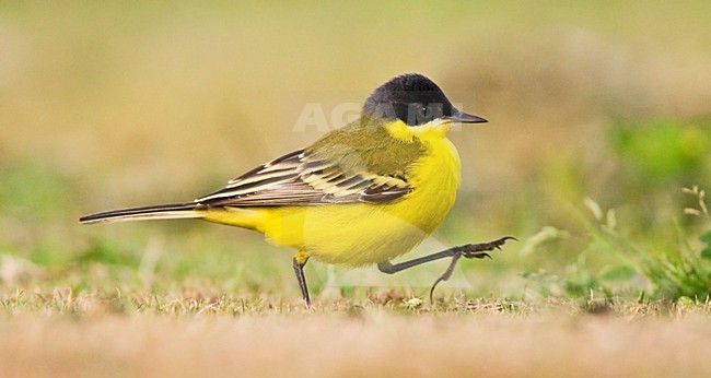 Noordse Gele Kwikstaart; Grey-headed Wagtail; Motacilla thunbergi stock-image by Agami/Marc Guyt,