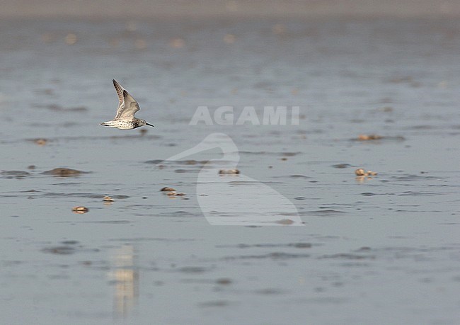 Adult Great Knot (Calidris tenuirostris) in flight over mudflats off Bohdi island, China. stock-image by Agami/Ran Schols,