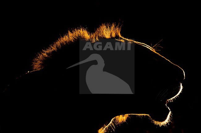 A backlit portrait of a lion, Panthera leo, at sunset. Voi, Tsavo Conservation Area, Kenya. stock-image by Agami/Sergio Pitamitz,
