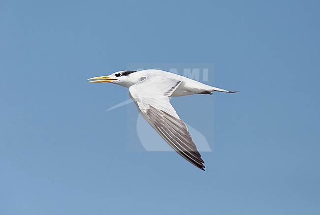African Royal Tern (Thalasseus maximus albidorsalis). Side view of immature bird in flight, showing upper wing pattern. stock-image by Agami/Dick Forsman,