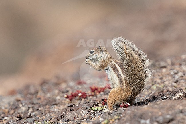 Eating Ground Squirrel (Atlantoxerus getulus) standing on its hind legs, with a stony background in Canary islands. stock-image by Agami/Sylvain Reyt,