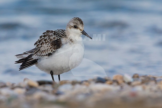 Sanderling (Calidris alba), juvenile standing on the ground stock-image by Agami/Saverio Gatto,