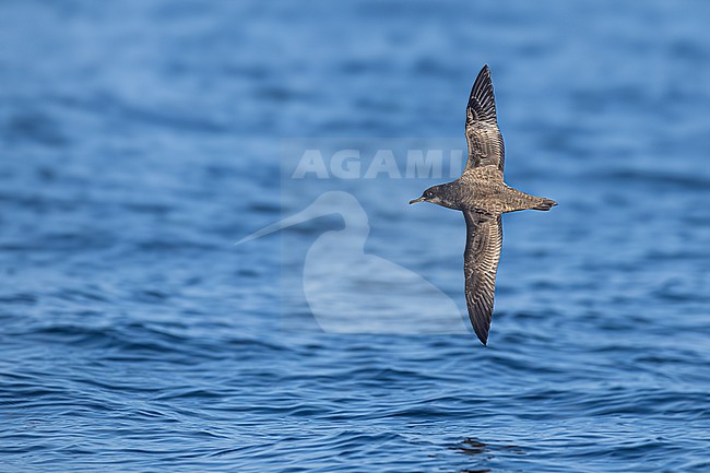  stock-image by Agami/Menno van Duijn,