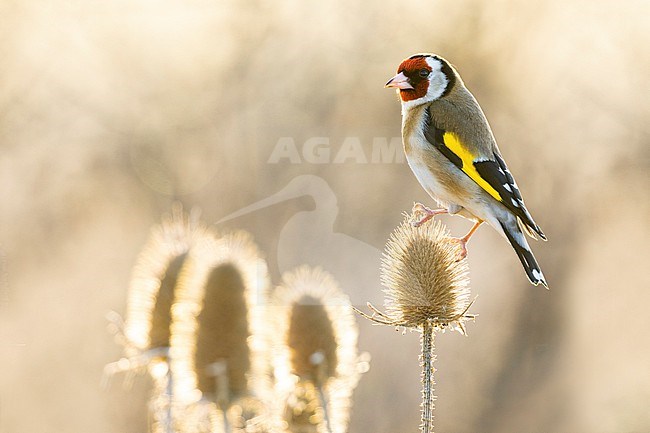 Eurasian Goldfinch (Carduelis carduelis) in Italy. stock-image by Agami/Daniele Occhiato,