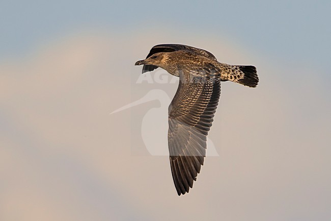 Onvolwassen Azoren Geelpootmeeuw in vlucht, Azorean Yellow-legged Gull immature in flight stock-image by Agami/Daniele Occhiato,