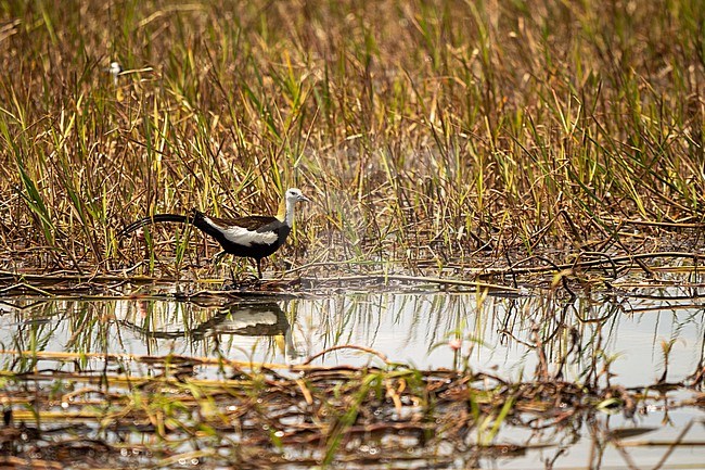 Adult Pheasant-tailed Jacana, Hydrophasianus chirurgus stock-image by Agami/Hans Germeraad,