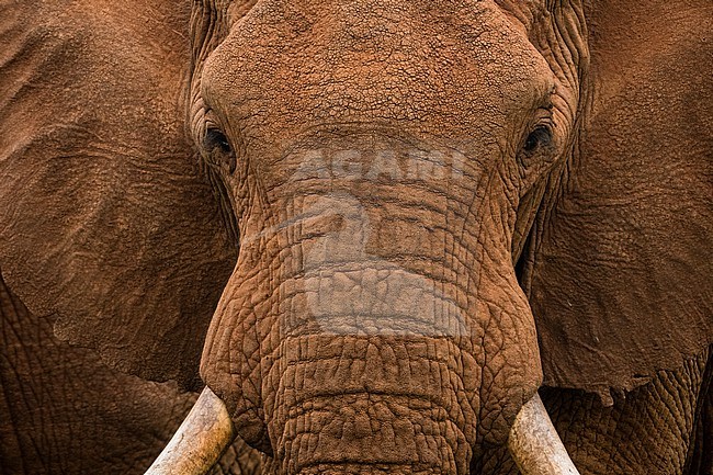 Close up potrait of an African elephant, Loxodonta africana. Voi, Tsavo, Kenya stock-image by Agami/Sergio Pitamitz,