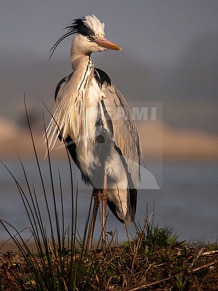 Grey Heron, Ardea cinerea Standing in the polder securing its surrounding, late in the afternoon. stock-image by Agami/Hans Germeraad,