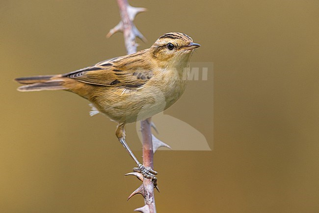Sedge Warbler, Acrocephalus schoenobaenus, in Italy. Perched on a twig. stock-image by Agami/Daniele Occhiato,
